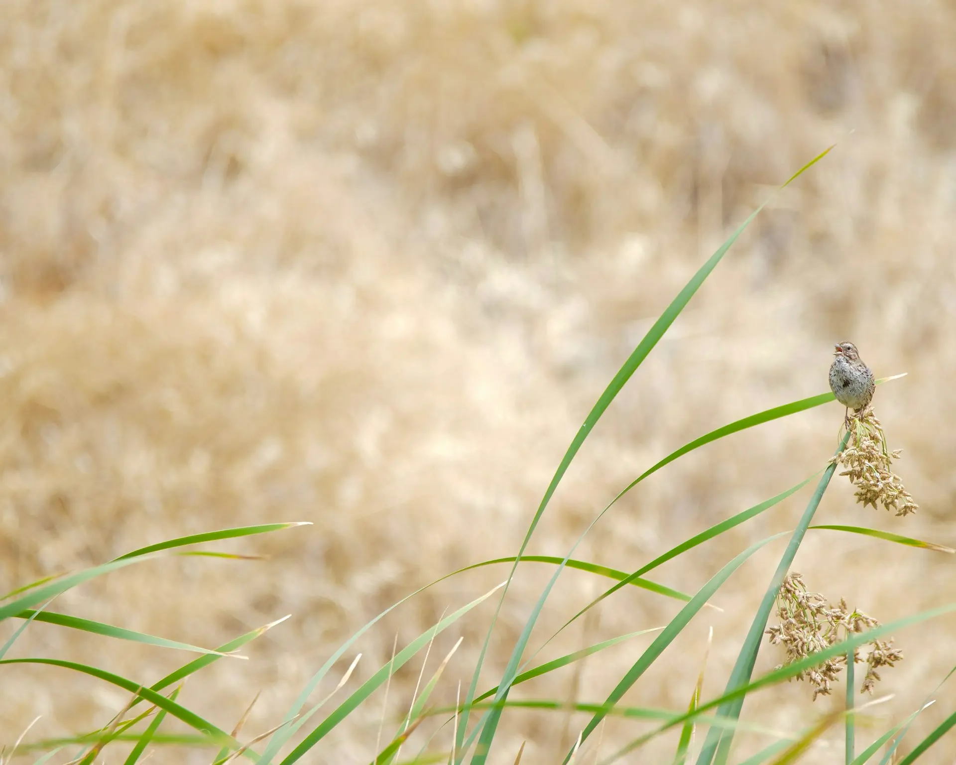a small bird sitting on top of a plant